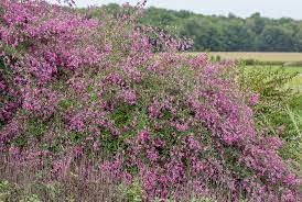 Bush Clover, Gibraltar Bush Clover