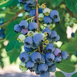 Blueberry, Jersey Highbush, 2 gal (15-18 in)