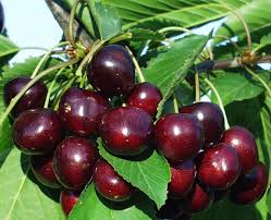 Cherry, Black York - Sweet Cherry, 7 gal (5-7 ft)