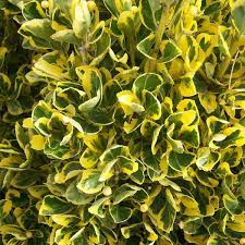 Euonymus, Variegated Japanese Euonymus