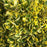 Euonymus, Variegated Japanese Euonymus