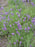Lavender, Munstead Strain