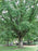 Oak, White Oak