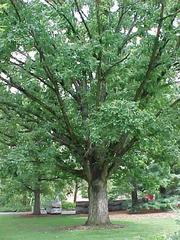 Oak, White Oak