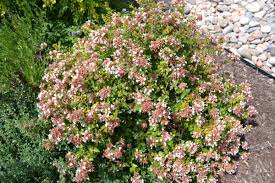 Abelia, Rose Creek Abelia