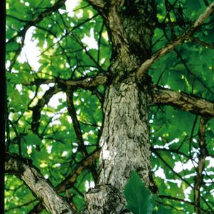 Oak, Swamp White Oak (Quercus bicolor)