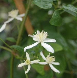 Clematis, Sweet Autumn Clematis