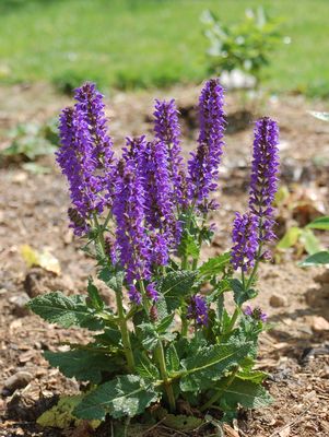 Salvia, May Night Meadow Sage