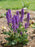 Salvia, May Night Meadow Sage