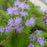 Ageratum, Hardy Ageratum