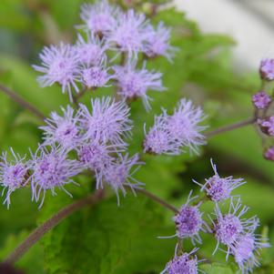 Ageratum, Hardy Ageratum