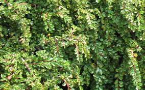 Cotoneaster, Little Gem Cotoneaster