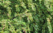 Cotoneaster, Little Gem Cotoneaster