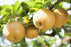 Pear, Shinseiki - Asian Pear, 7 gal. (5-6 ft)
