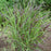 Grass, Shenandoah Switch Grass