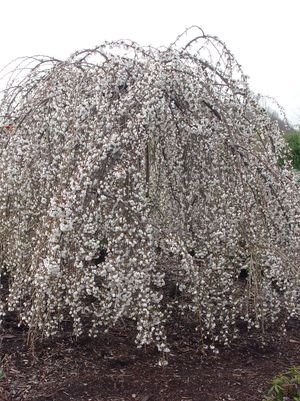 Flowering Cherry Tree, Snow Fountains® Weeping Cherry