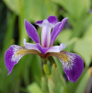 Iris, Versicolor Blue Flag Iris