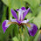 Iris, Versicolor Blue Flag Iris