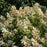 Hydrangea, Pink Diamond Panicle Hydrangea - Tree Form