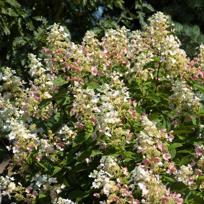 Hydrangea, Pink Diamond Panicle Hydrangea - Tree Form