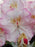 Rhododendron, Ken Janeck Rhododendron
