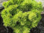 Pine, Horsford Dwarf Eastern White Pine
