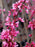 Redbud