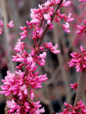 Redbud