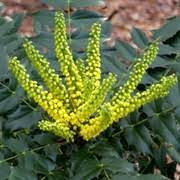 Grape Holly, Winter Sun Mohonia