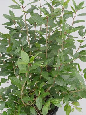 Holly, Apollo Winterberry Holly