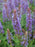 Salvia, Blue Hill Wood Sage