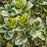Euonymus, Silver Queen Euonymus