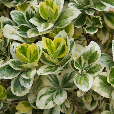 Euonymus, Silver Queen Euonymus