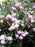 Andromeda, Blue Ice Bog Andromeda