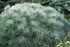 Pine, Sea Urchin White Pine