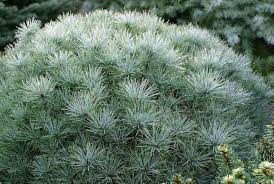 Pine, Sea Urchin White Pine