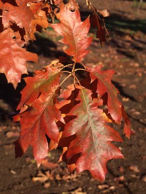 Oak, Red Oak
