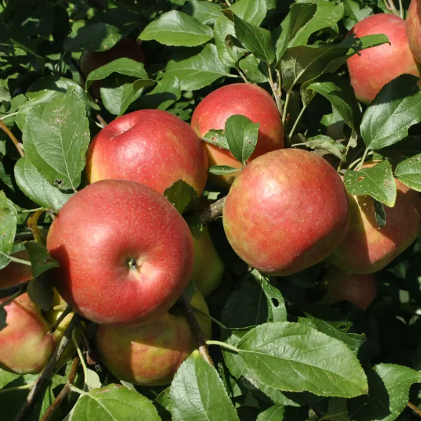 Apple, Honeycrisp, 7 gal. (5-7 ft)