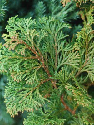Cypress, Compact Hinoki Cypress
