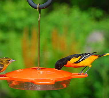 Aspects, Inc. Oriole Feeder