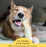 Earth Animal Peanut Butter No-Hide® Wholesome Dog Chews - Medium, 7"