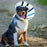 KONG EZ-Clear Cone for Dogs
