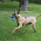 KONG Ultra Squeakair Ball Dog Toy