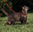 PetSafe Come with Me Kitty Red & Cranberry Harness and Bungee Leash for Cats