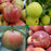 Apple, 4 in 1 Cold Climate (Malus), 7 gal