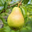 Pear, Bartlett - European Pear, 7 gal. (5-6 ft)