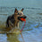 KONG Aqua Dog Toy