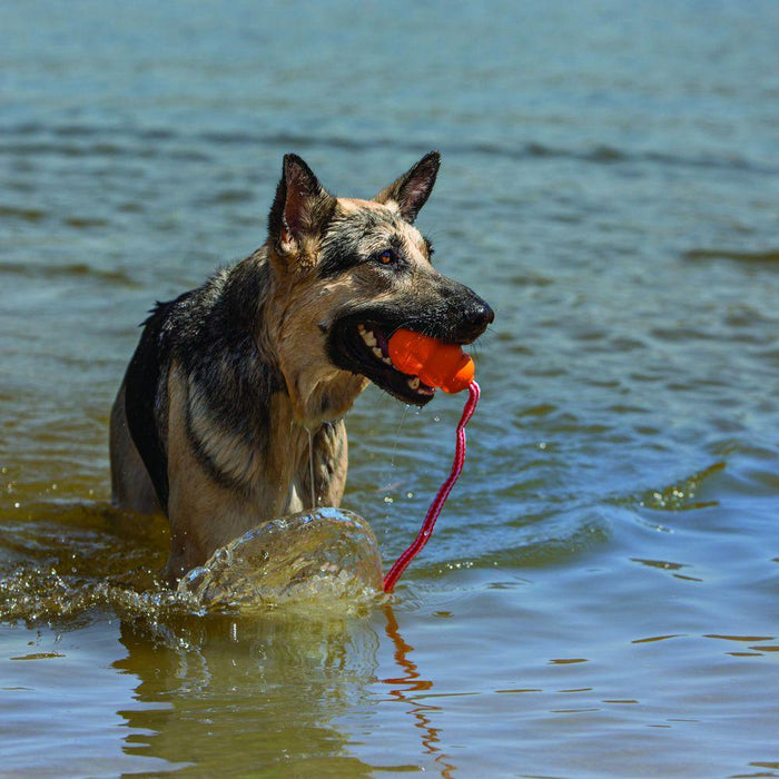 KONG Aqua Dog Toy