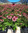 Coneflower, Eye-Catcher Echinacea