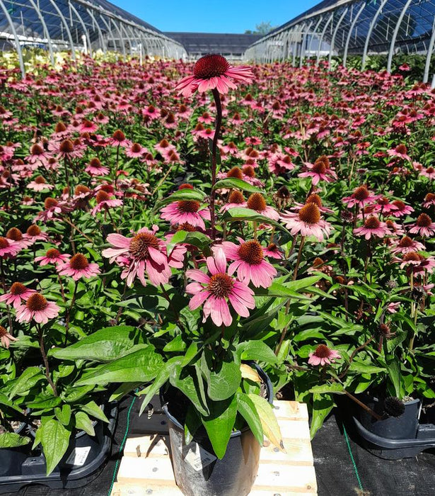 Coneflower, Eye-Catcher Echinacea